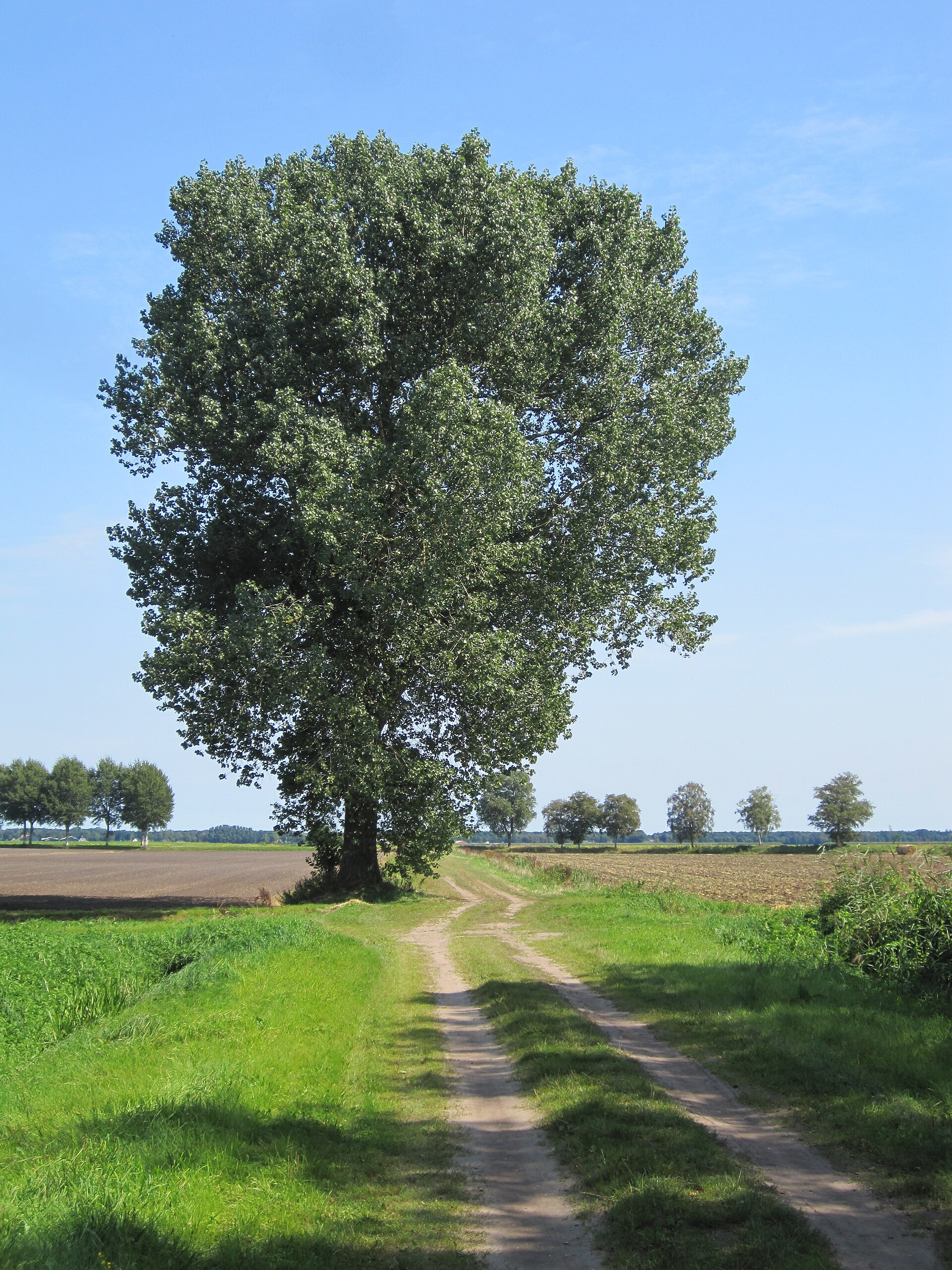 Lokale omgeving van Exloo als lokaal beeld bij website laten maken Exloo