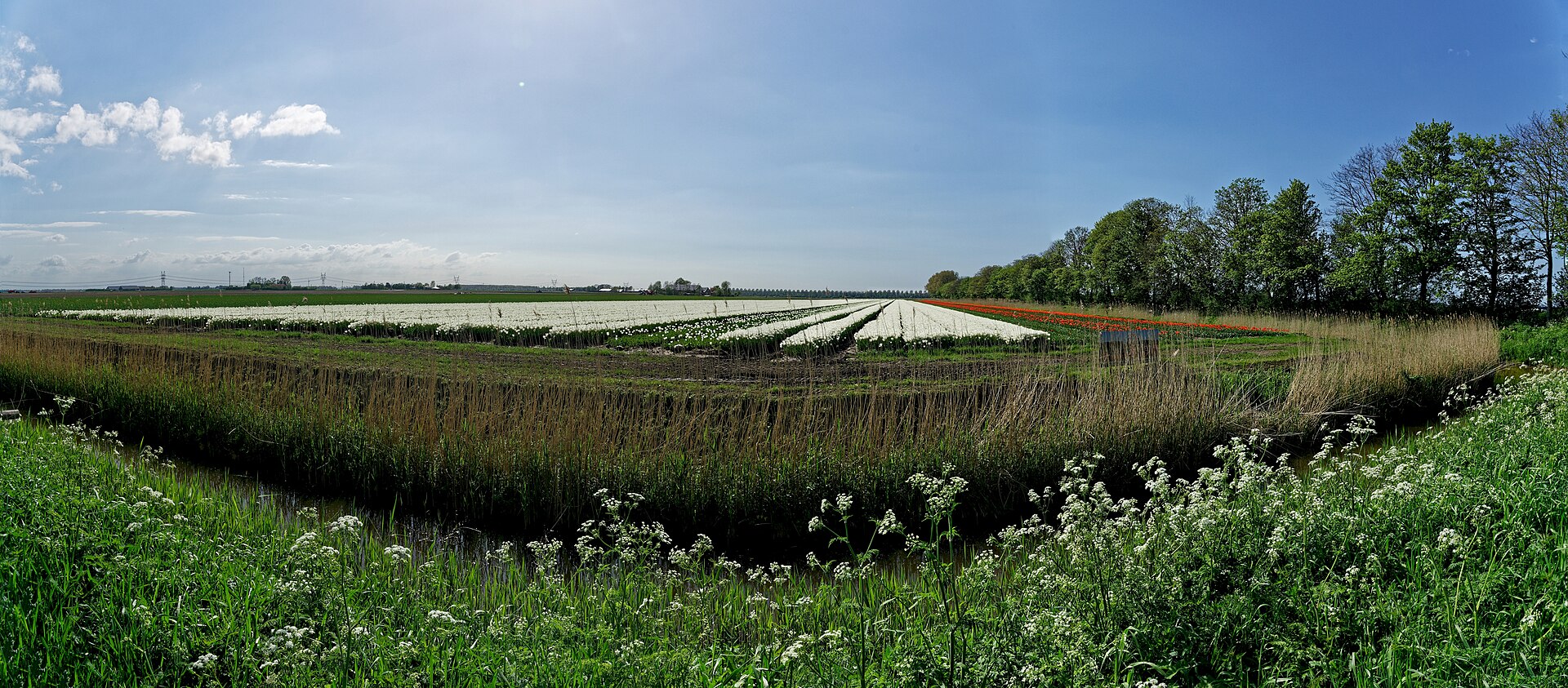 Lokaal beeld van Dronten bij website laten maken en webdesign Dronten