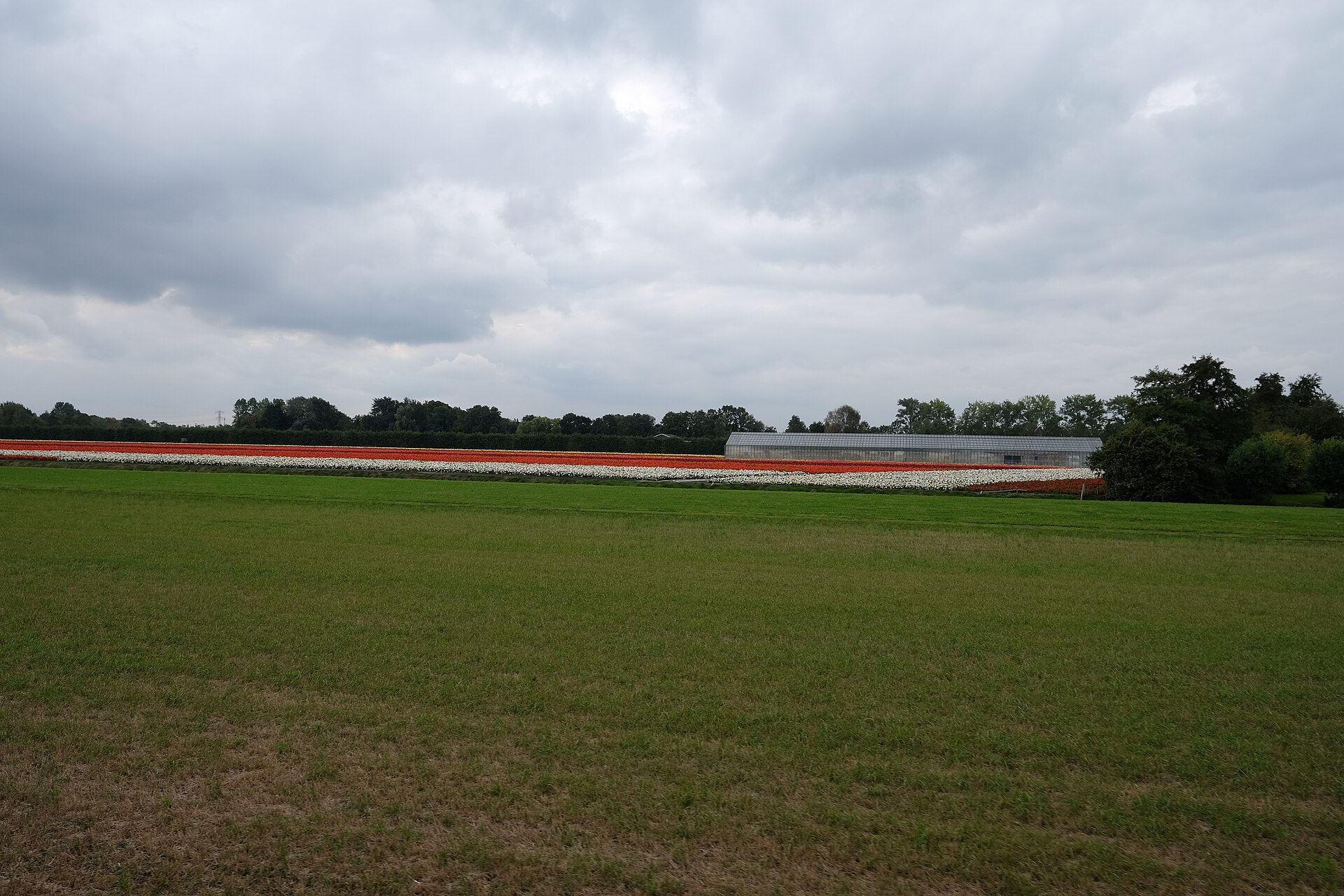 Lokaal beeld van Wognum bij website laten maken en webdesign Wognum