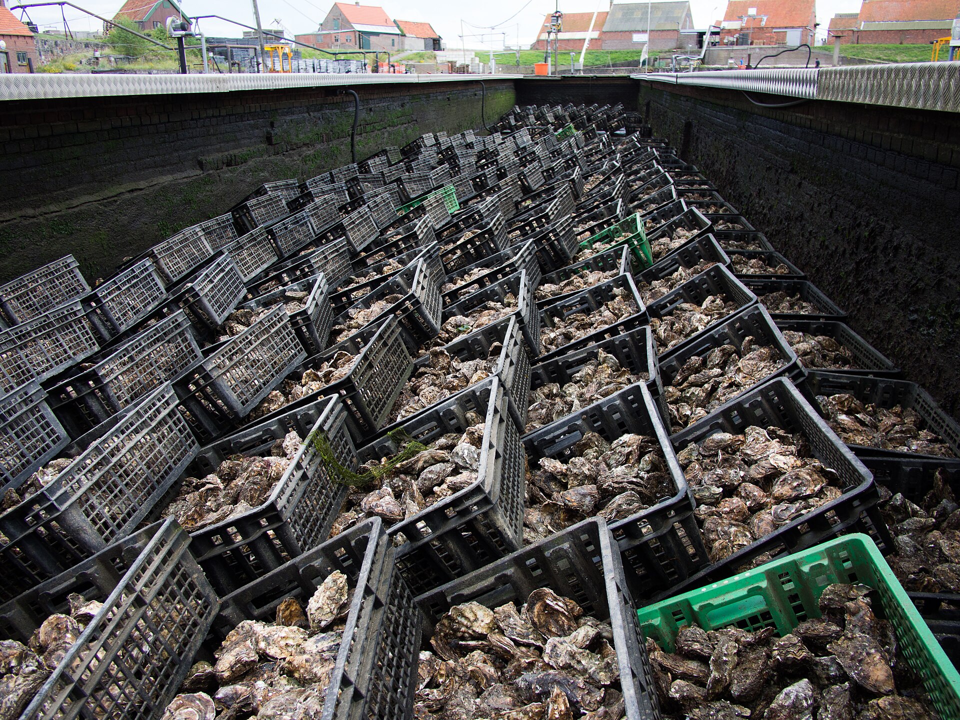 Lokale omgeving van Yerseke als lokaal beeld bij website laten maken Yerseke